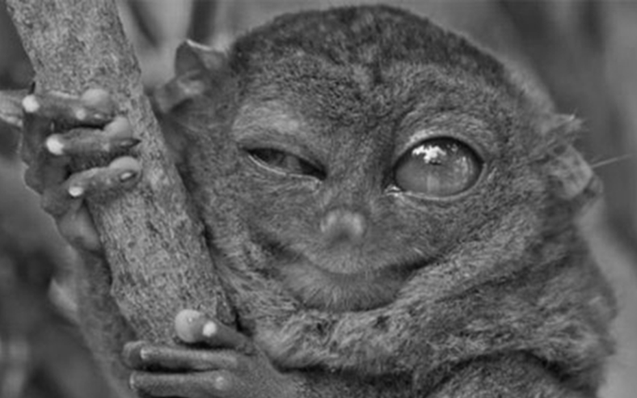 Loài vật quý hiếm bậc nhất hành tinh bất ngờ “tái xuất” sau hơn 100 năm