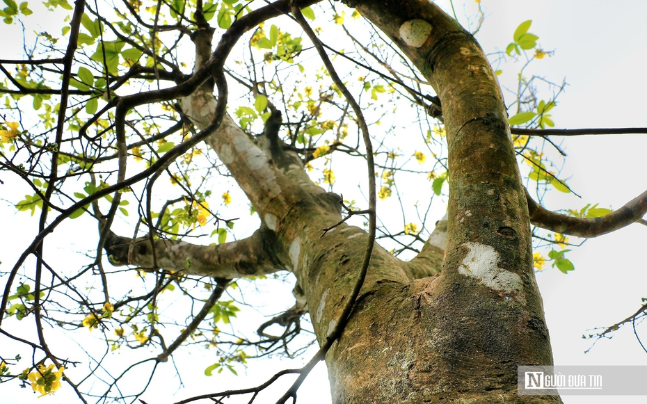 Vườn hoàng mai cổ ở Huế nở khoe sắc, báo hiệu Tết Nguyên đán cận kề