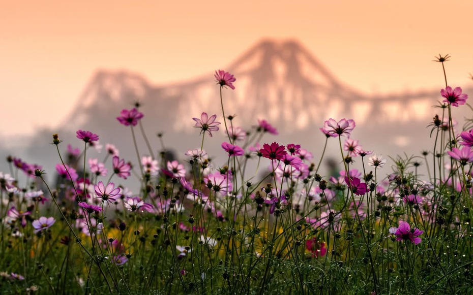 Vườn hoa cúc bướm nở rộ, nhuộm sắc xuân dưới chân cầu Long Biên