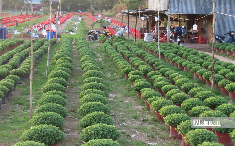 Làng hoa An Cư tất bật vụ Tết, cung ứng hàng chục nghìn chậu hoa ra thị trường