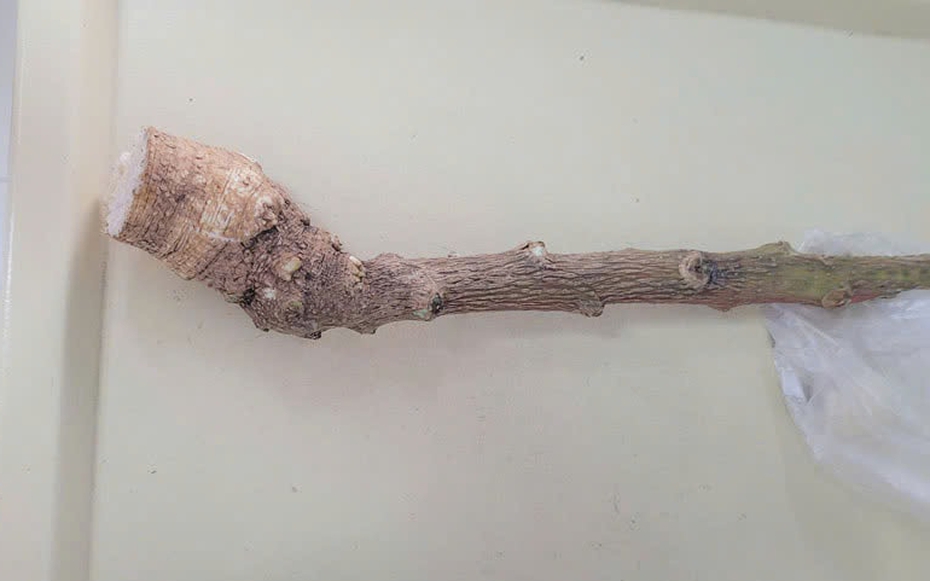 Nghe lời truyền miệng, người phụ nữ cắt loại cây "lạ" trong vườn ăn nào ngờ phải đi cấp cứu