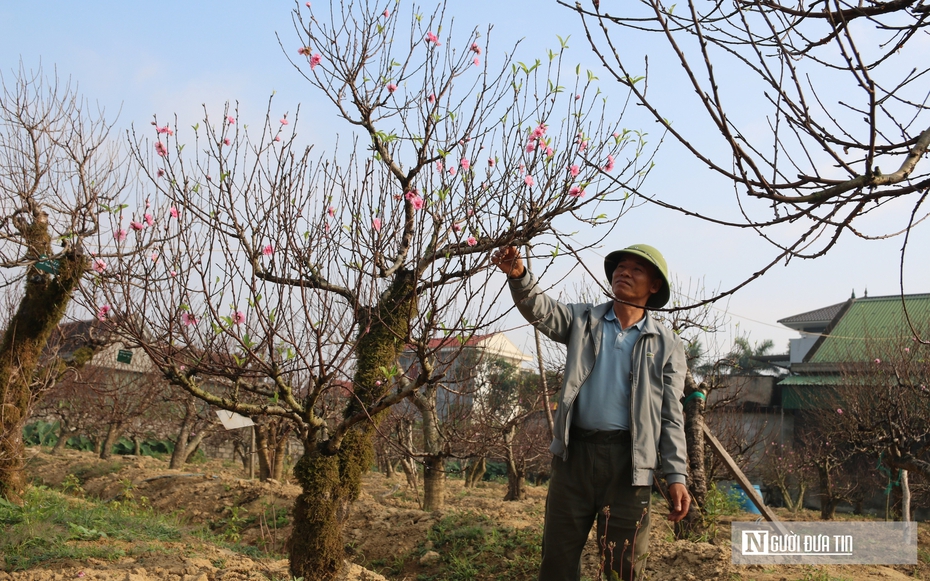 Không bán đào, anh nông dân vẫn bỏ túi hơn nửa tỷ đồng mùa Tết nhờ dịch vụ đặc biệt này
