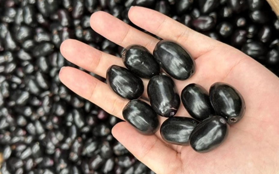 Quả dại Việt Nam nay thành đặc sản xuất ngoại, giá nửa triệu/kg vẫn đắt hàng