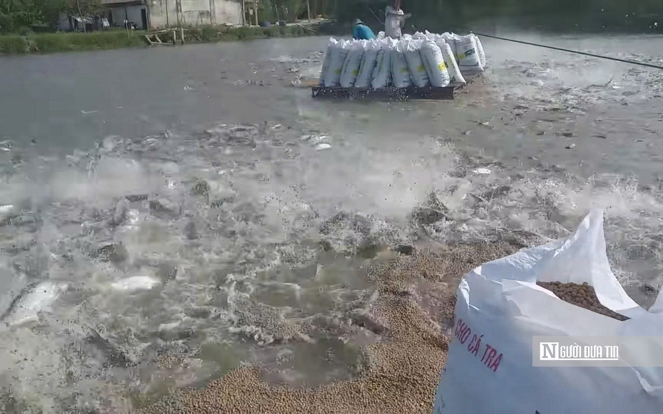 Giá cá tra lập đỉnh: Lợi nhuận “mơ ước” nhưng rủi ro chu kỳ cận kề