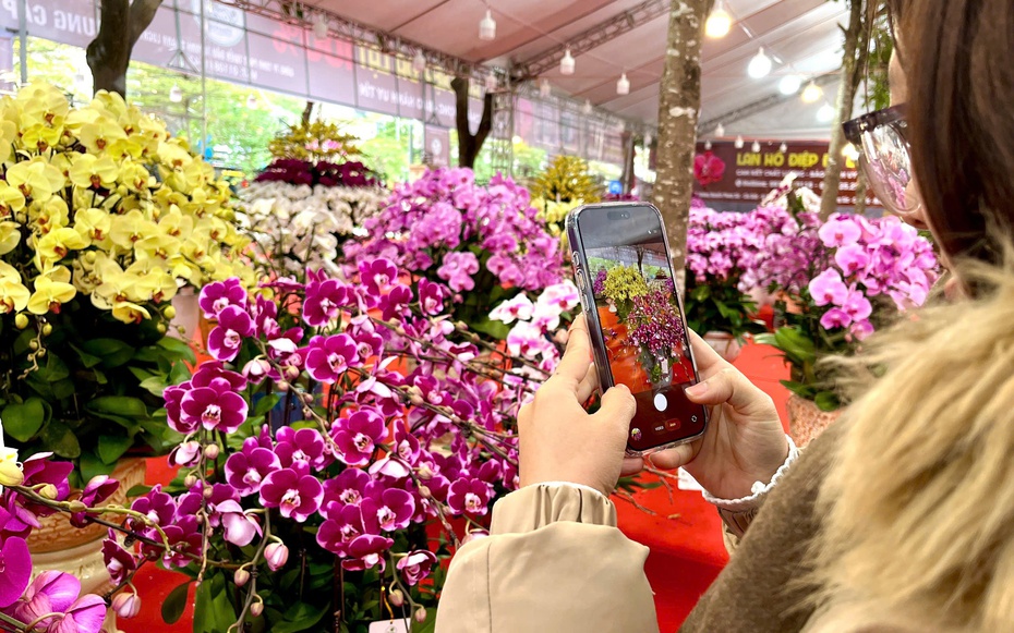 Lan hồ điệp giá hàng chục triệu đồng “xuống phố” dịp Tết Nguyên đán 2026