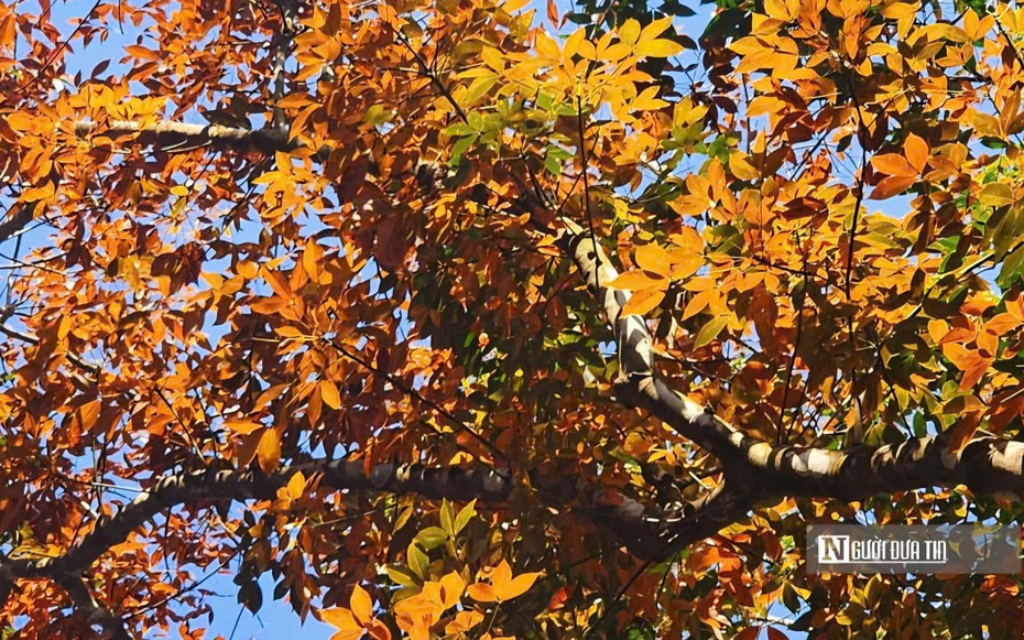 Ngắm bức tranh thiên nhiên đầy chất điện ảnh của rừng cao su mùa thay lá