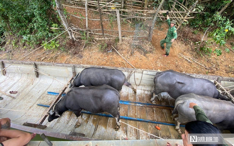 Niềm vui đầu năm của "vua trâu" sông Bồ