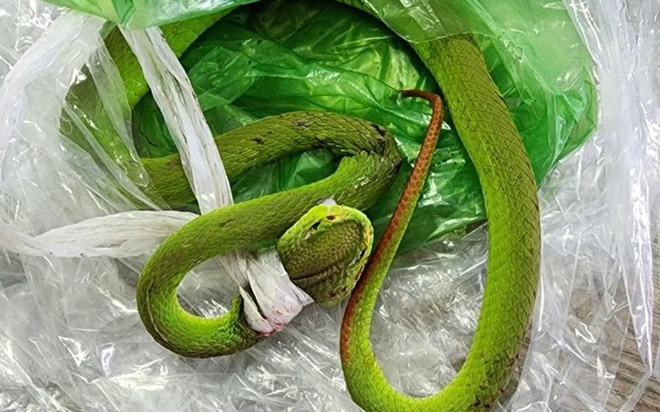 Đi làm rẫy, nam thanh niên 19 tuổi bị con vật quen thuộc đuôi đỏ cắn nguy hiểm