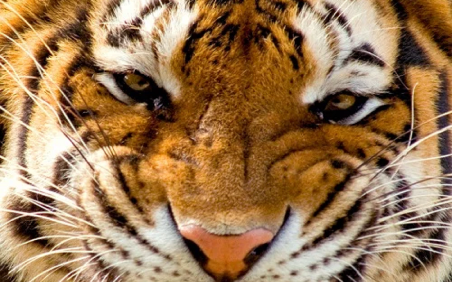 Ôm hổ chụp ảnh, người đàn ông bị hổ vồ, diễn biến sau đó khiến ai cũng "sốc"