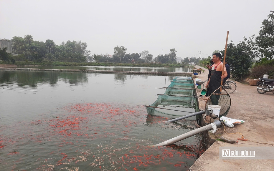 Vựa cá chép nổi tiếng xứ Thanh vào mùa "hái lộc"