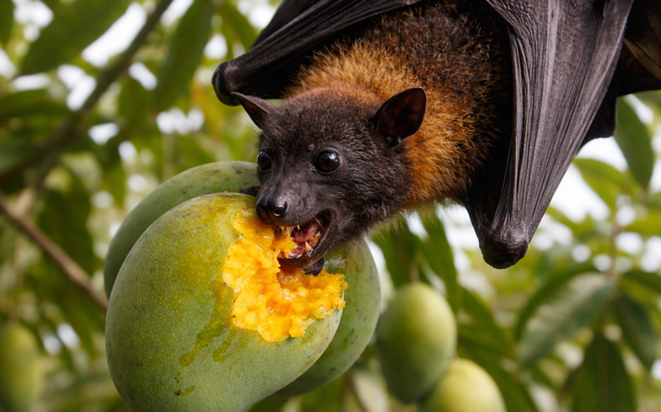 Virus Nipah nguy hiểm với tỷ lệ tử vong cao: Vì sao đến nay vẫn chưa có thuốc và vắc-xin?