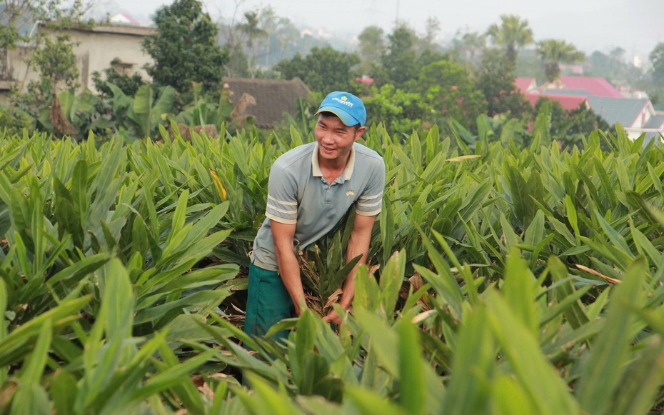 "Vàng xanh" giúp nông dân kiếm hàng trăm triệu đồng trên mỗi héc-ta