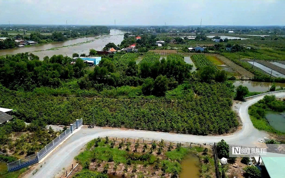 Hành trình "nở hoa" của thủ phủ mai vàng Tây Ninh