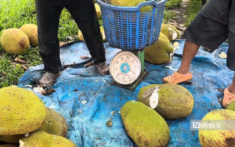 Cận Tết 2026, mít ruột đỏ “neo” giá cao