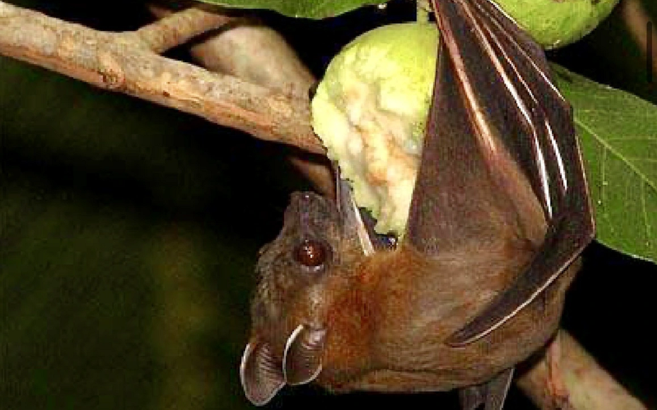 Chuyên gia cảnh báo: Dấu hiệu nhận biết trái cây từng bị động vật cắn, tránh nguy cơ virus Nipah