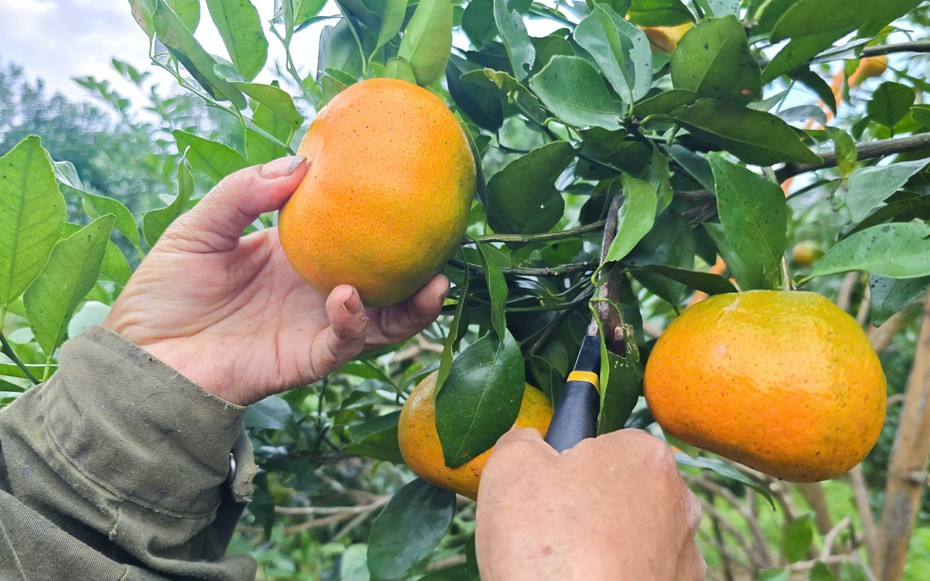 “Thủ phủ” cam Hà Tĩnh được mùa, tất bật thu hoạch sẵn sàng phục vụ Tết Nguyên đán