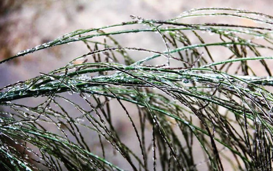 Dự báo thời tiết 7/1: Không khí lạnh khiến miền Bắc rét đậm, rét hại, có nơi dưới 3 độ