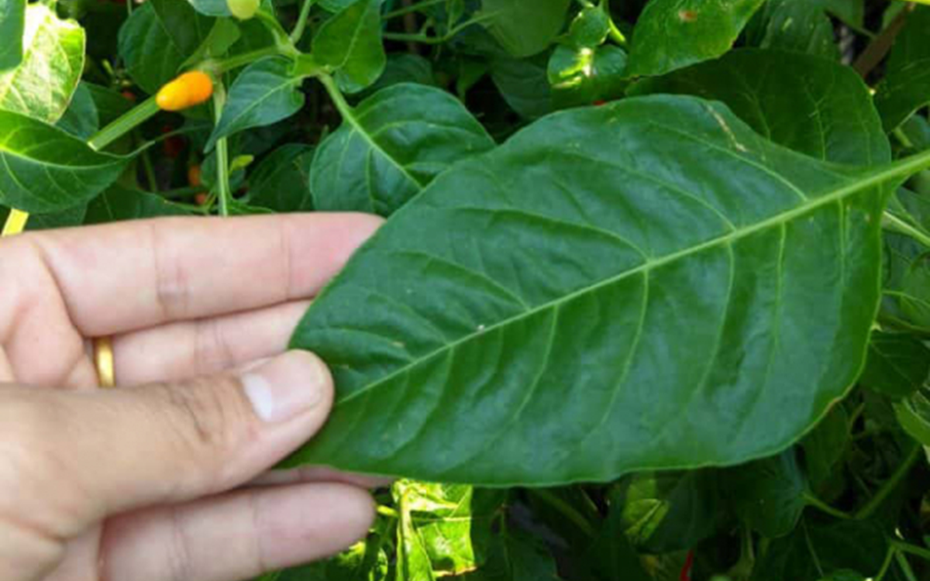 Đừng chỉ ăn quả, lá loại cây này quý như "nhân sâm người nghèo", nhiều người không biết mà ăn