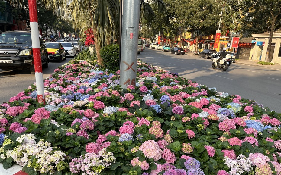 Sắc hoa điểm tô không gian đô thị Hà Nội, người dân đua nhau "check in"