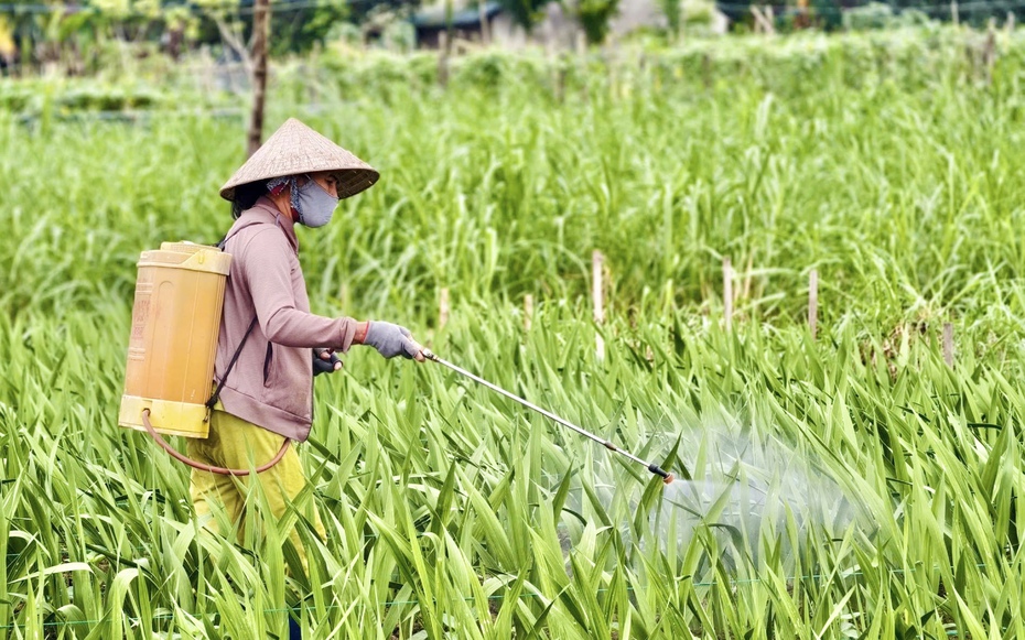 Nhà vườn Quảng Ngãi căng mình chống chọi thời tiết, giữ vụ hoa lay ơn Tết