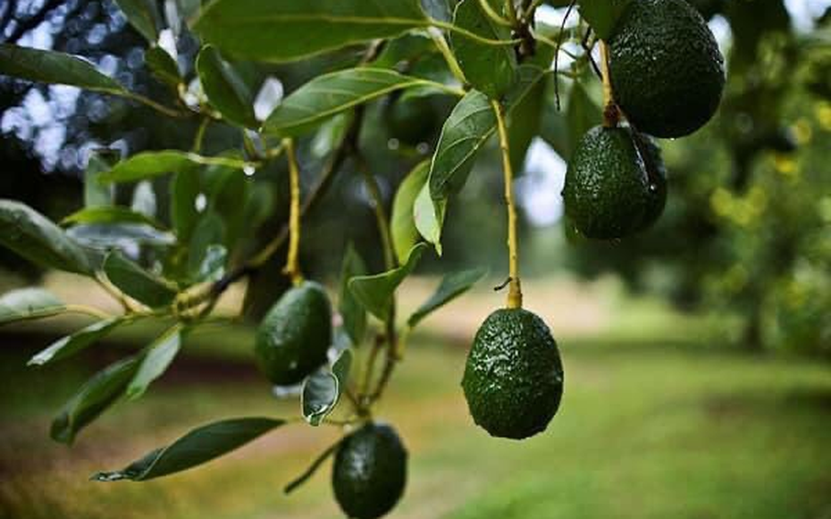 Loại quả “tốt nhất thế giới”, ở Việt Nam trồng bạt ngàn mà giá cực rẻ