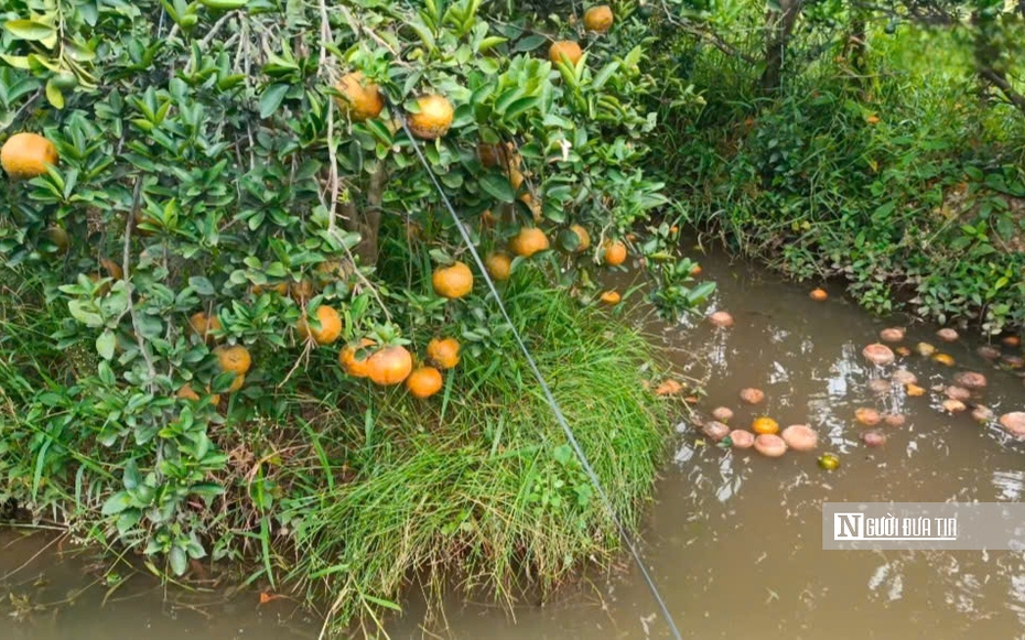 Mùa cam buồn ở Vĩnh Long: Từ "cây làm giàu" đến gánh nặng sinh kế