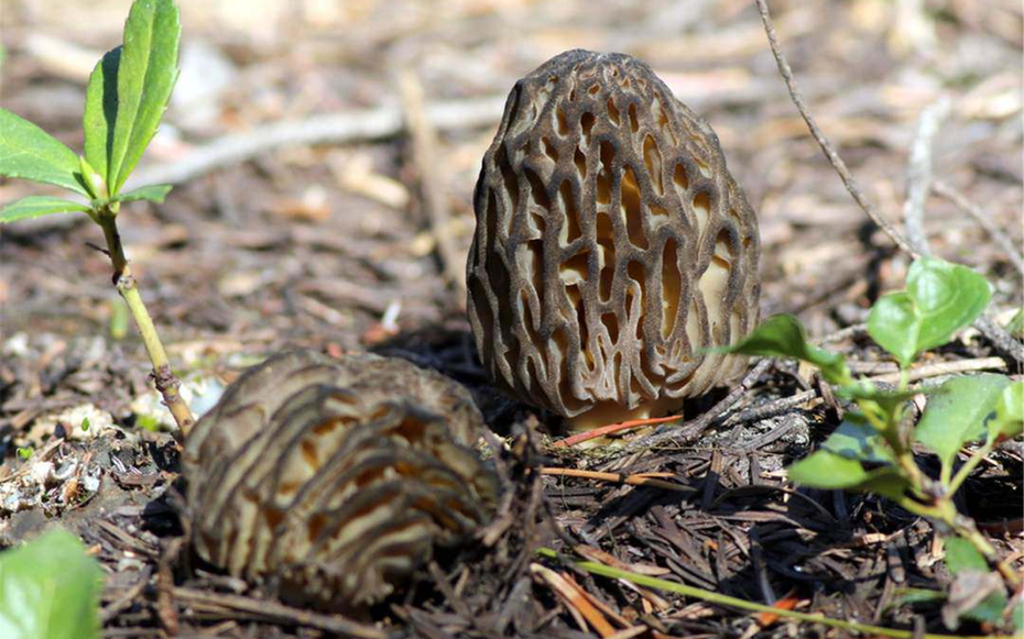 Loại cây dại mọc um tùm ở Việt Nam, "trời Tây" bán giá 13 triệu đồng/kg vẫn có người rút hầu bao