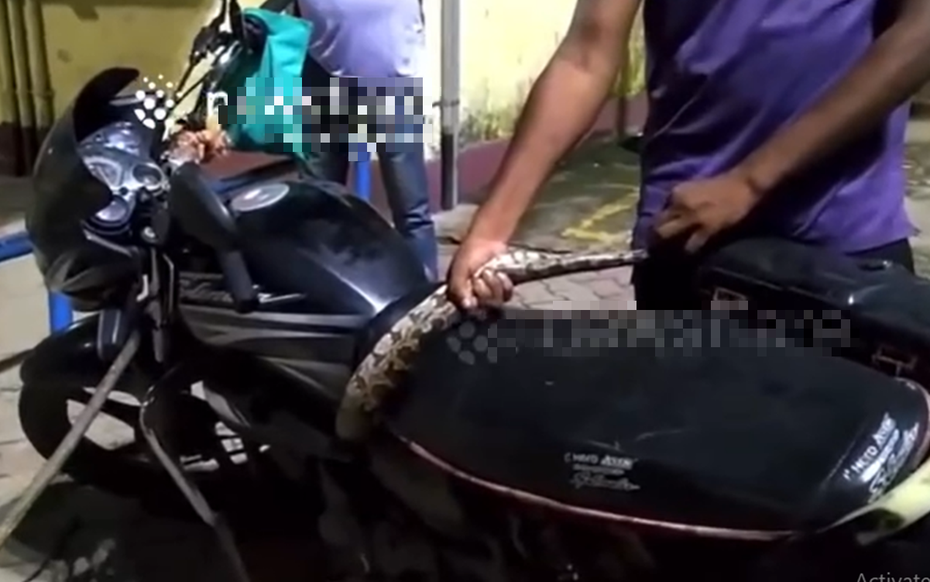 Nửa đêm tá hỏa phát hiện rắn độc dài 2 m trong xe máy