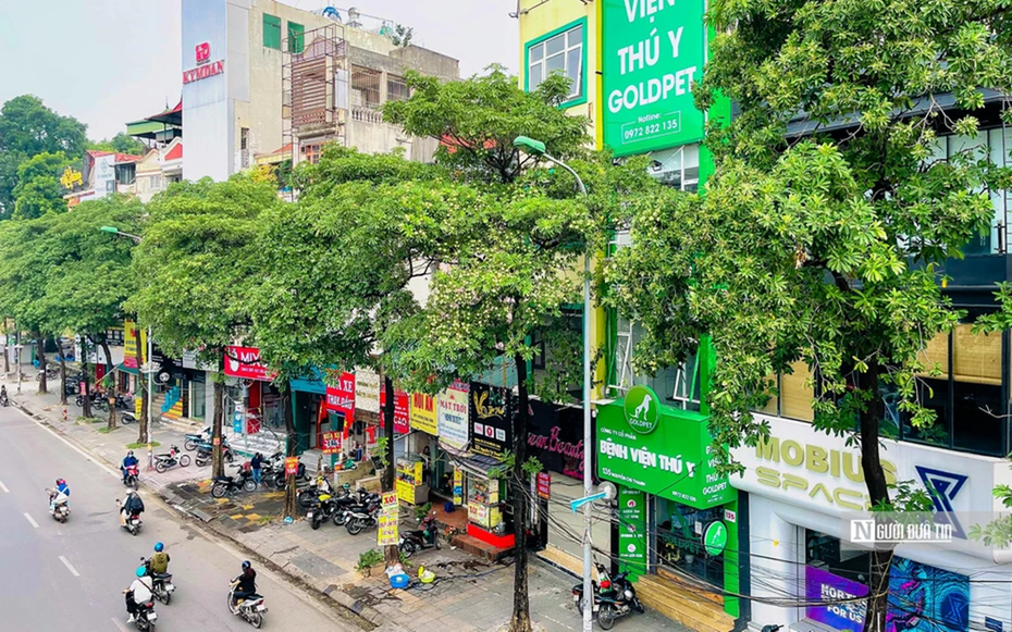 Hà Nội cắt tỉa đồng loạt 992 cây hoa sữa trên 13 tuyến phố
