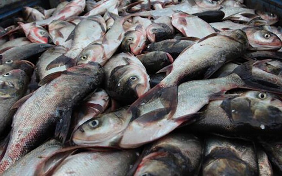 Loài cá thường bị chê vì mùi tanh nhưng lại là “kho báu” Omega-3 cực tốt cho sức khỏe