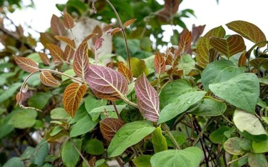 Loại lá "quét sạch" cơn ho mùa đông mà ít người biết