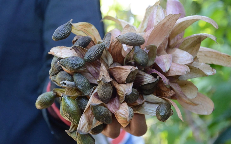 Loại hạt xưa rụng đầy gốc không ai "ngó", giờ thành đặc sản giá 300.000 đồng/kg