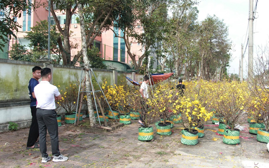 Mai vàng nở rực rỡ, hiếm khách hỏi mua, tiểu thương lo mất Tết