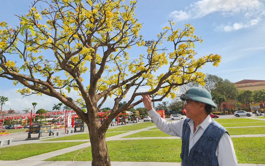 Cận cảnh những "cụ" mai nở rực rỡ giữa Quảng trường Hồ Chí Minh