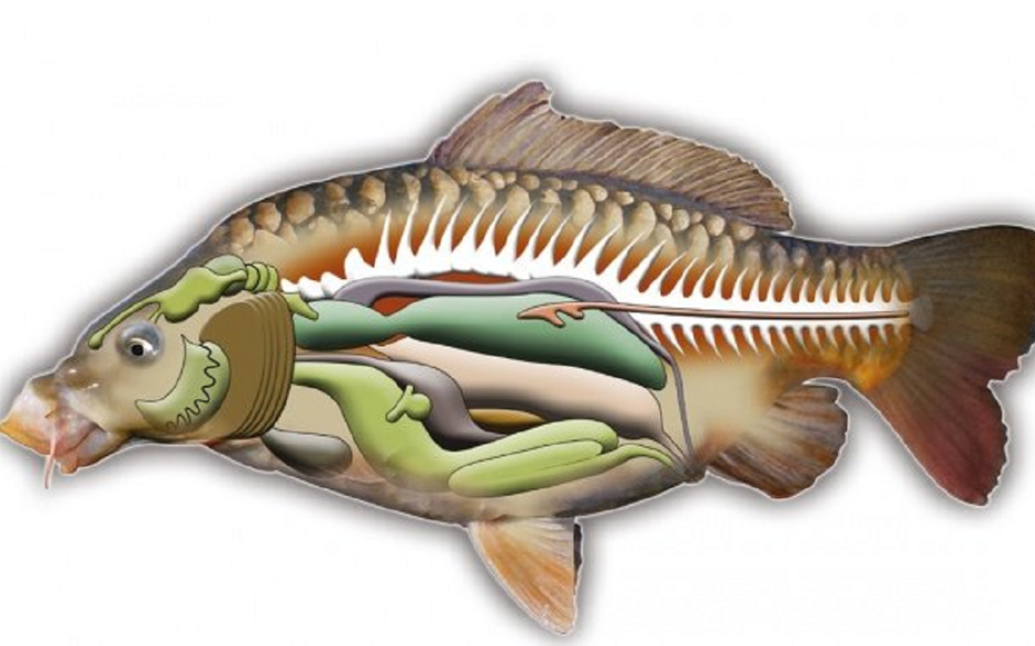 2 bộ phận của cá "cực độc, nhất là cái số 1, nhiều người thích ăn vì tưởng bổ