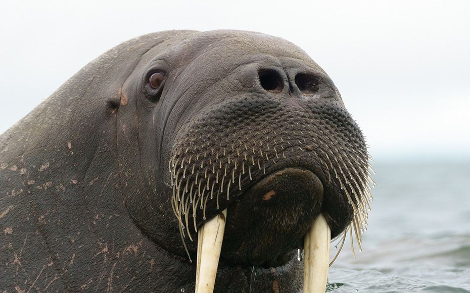 "Quái thú" có lớp mỡ dày 15cm, sống ở nơi lạnh nhất thế giới