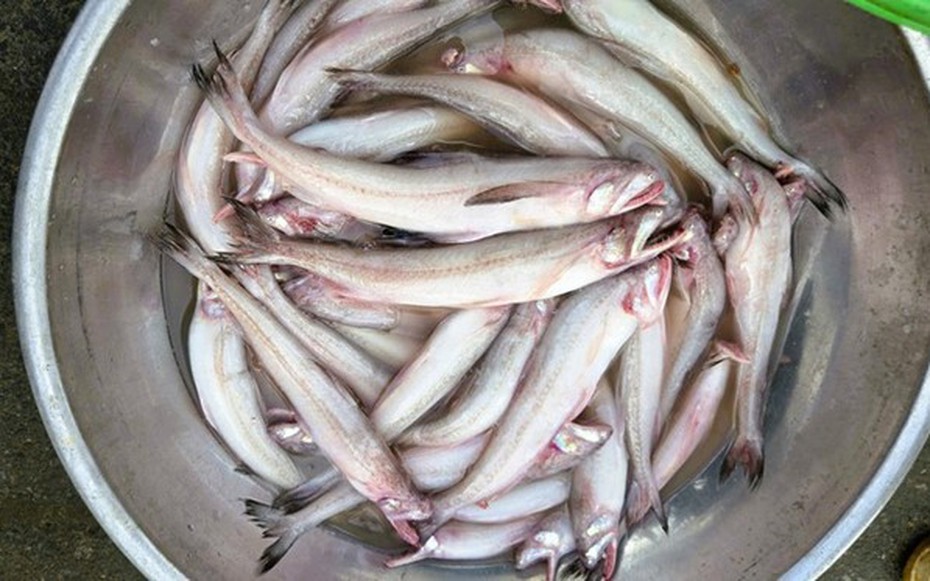 Loài cá lạ “vừa chạm đã tan”, giá bạc triệu vẫn cháy hàng dịp đầu năm