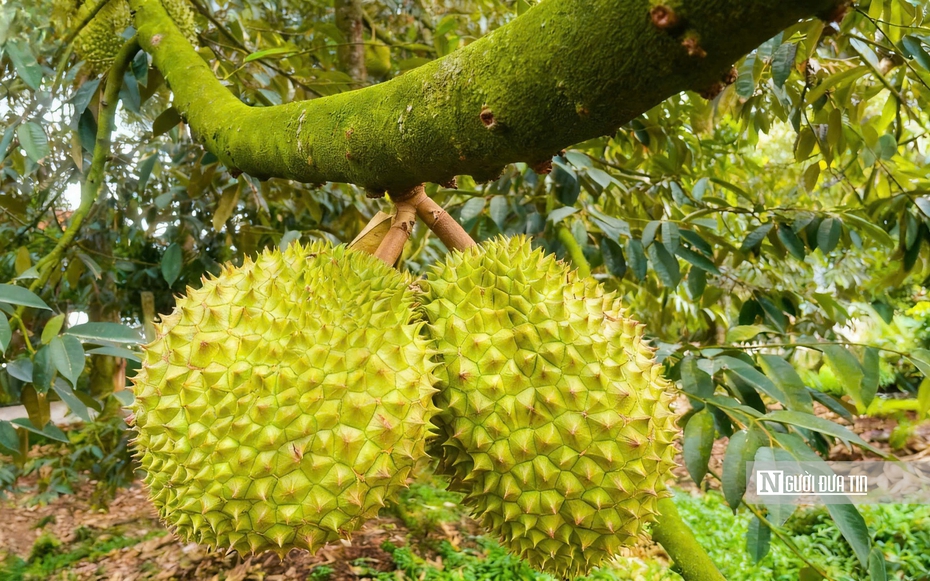 Khan hàng, doanh nghiệp tăng giá gom sầu riêng xuất khẩu