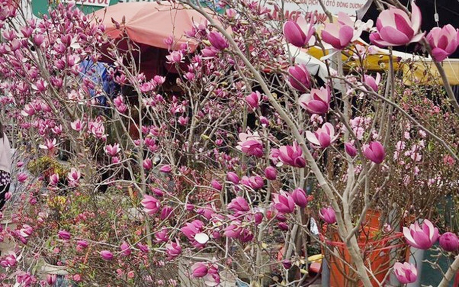 Loài hoa ngủ đông thành trào lưu sốt xình xịch trên mạng dịp Tết Bính Ngọ