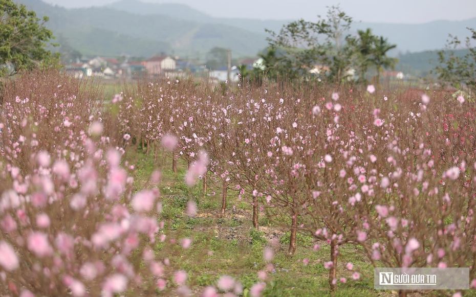 Đào nở rộ trước Tết, chủ vườn ở Nghệ An "đứng ngồi không yên"
