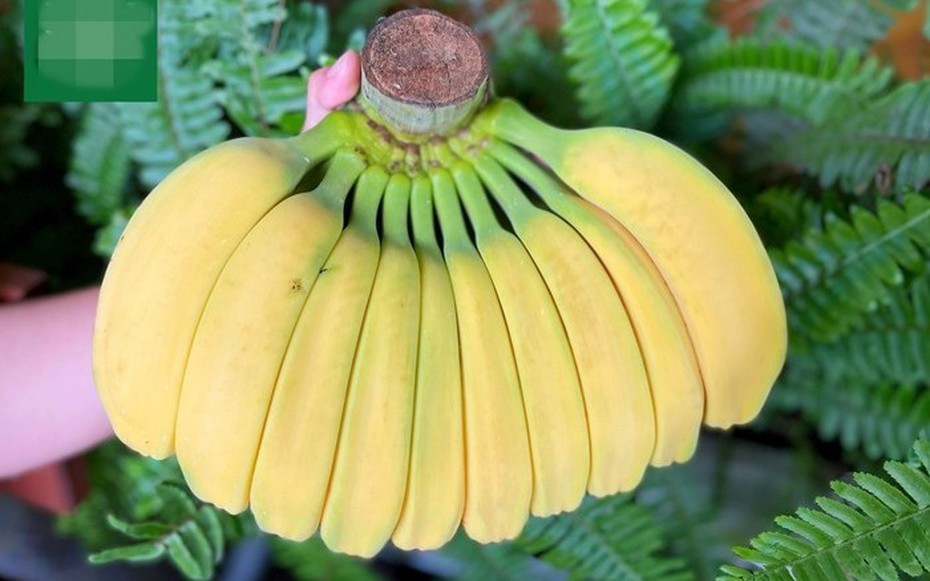 Chuối có hình dáng lạ, giá cao vẫn nhiều người muốn "săn" về chưng Tết