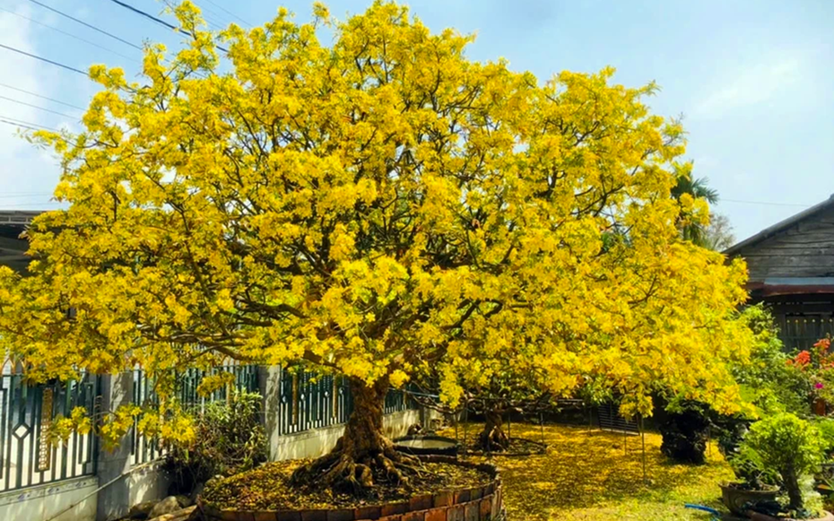 Khách đại gia ngã giá 10 tỷ đồng cho cây mai 129 tuổi, chủ nhân chưa gật đầu