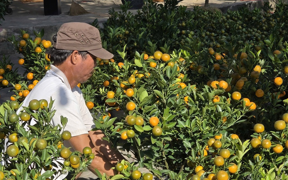 Hoa Tết xuống phố rực rỡ, người mua "ngó nhiều hơn mua"
