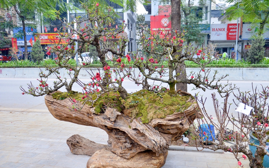 Đào thất thốn “xuống phố”, giá hàng trăm triệu đồng vẫn hút khách chơi Tết Bính Ngọ