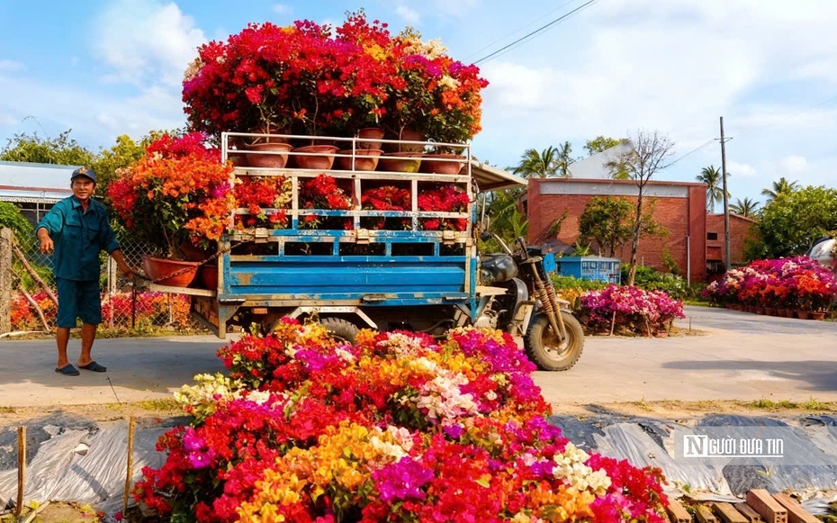 Lạc vào "thiên đường hoa giấy" Phú Sơn: Cả làng bừng sáng rực rỡ ngày giáp Tết