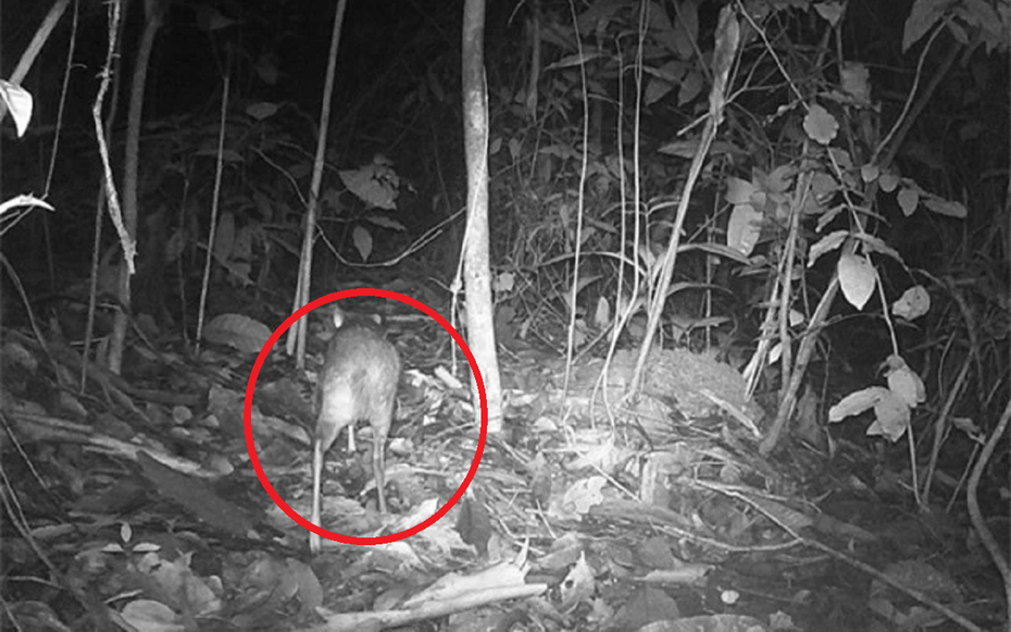 Loài vật quý hiếm bậc nhất hành tinh, tuyệt chủng 30 năm bất ngờ "tái xuất" ngỡ ngàng