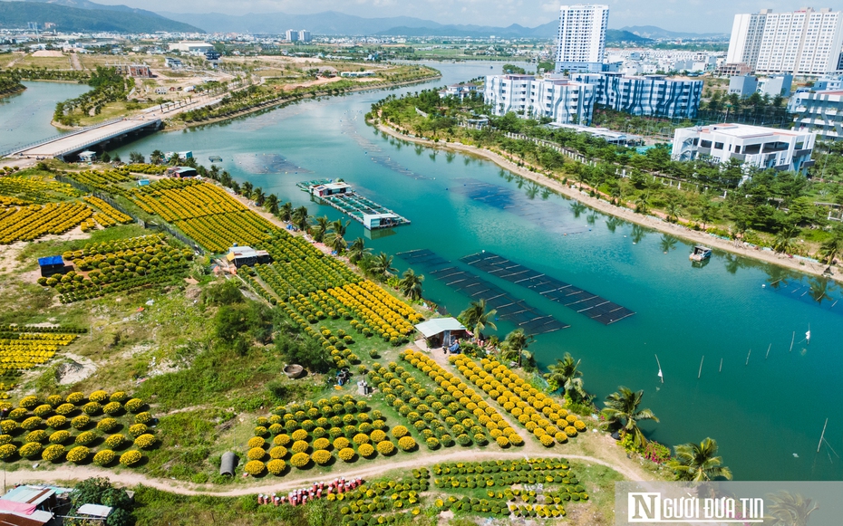 Ngắm cánh đồng hoa cúc vàng rực giữa lòng phố thị Quy Nhơn