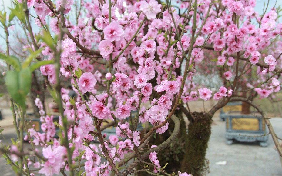 Đào đá phủ đầy rêu phong nở sớm, tiểu thương “đứng ngồi không yên”