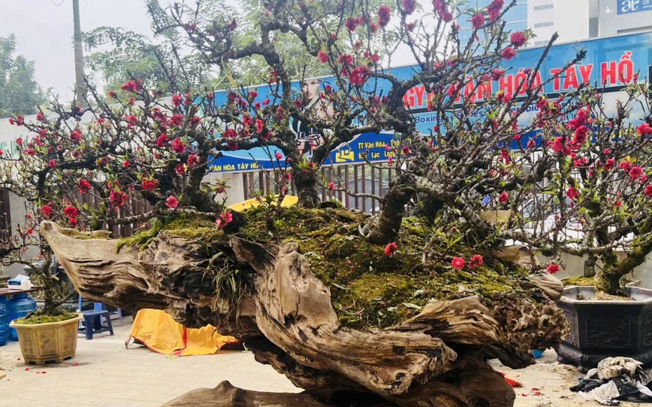 Đào thất thốn bạc tỷ xuống phố