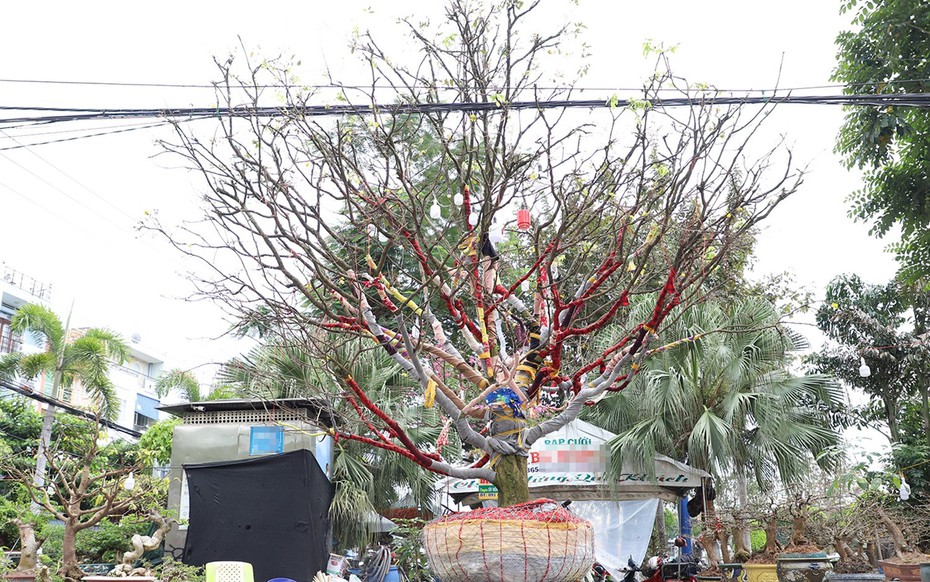 Cây mai "khủng" cao hơn 5m được rao bán với giá 3,7 tỷ đồng